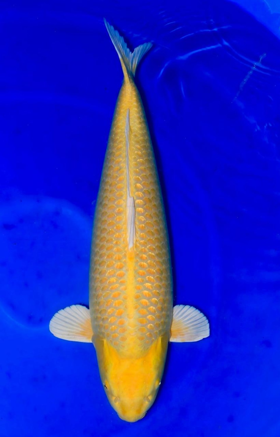 Best In Size E 76 - 80 cm