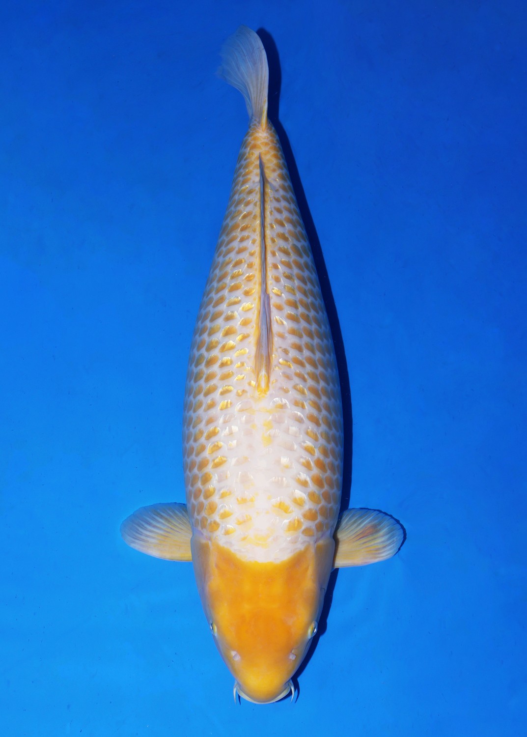 Juara 1