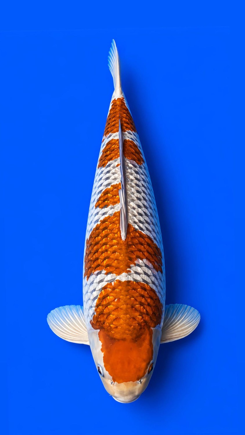 Juara 1
