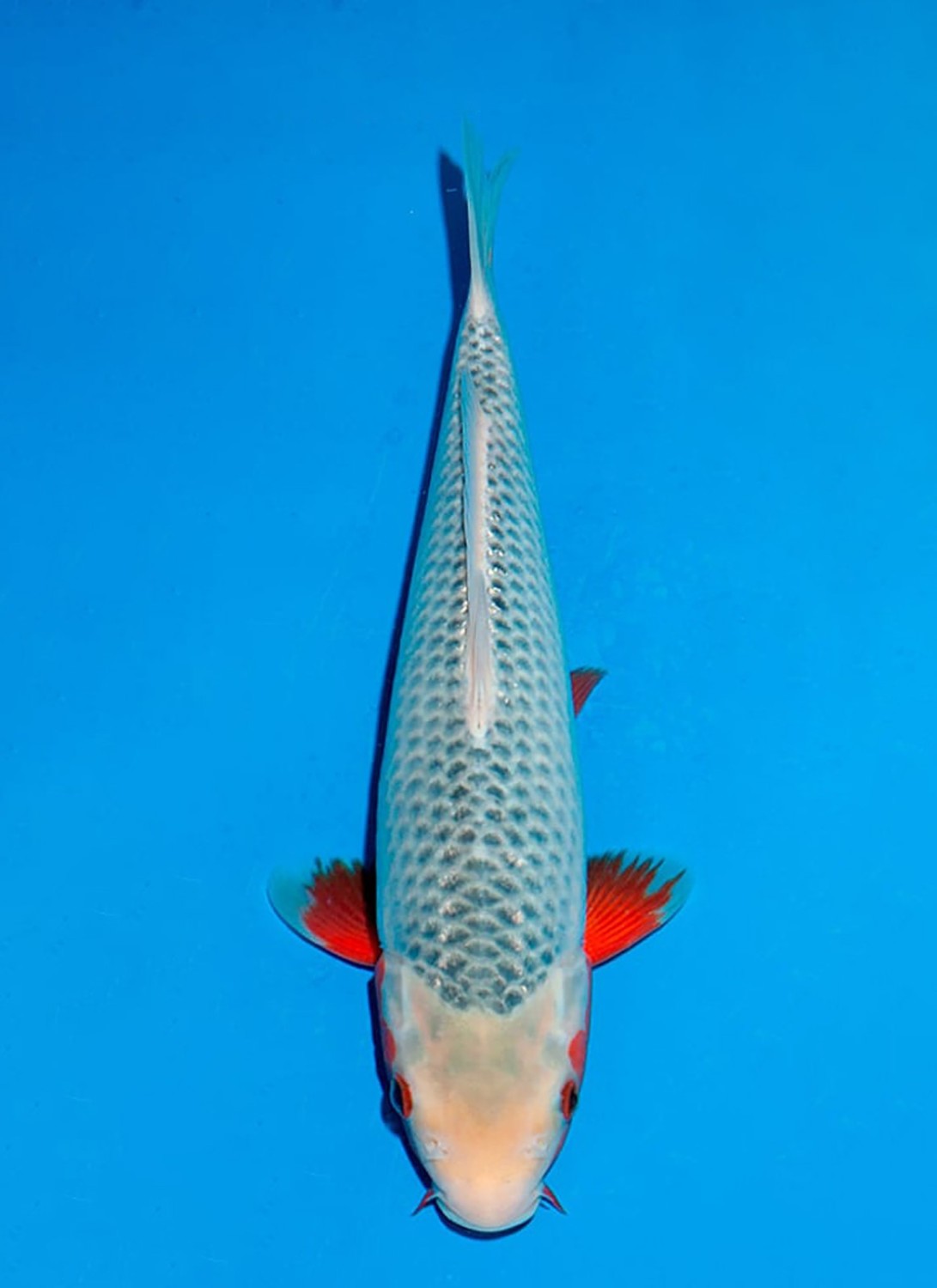 Juara 1