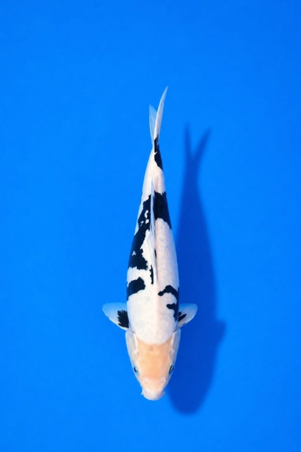 Juara 1