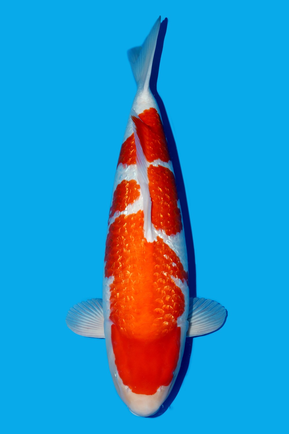 Juara 5