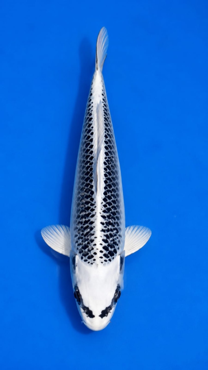 Best In Size E 13 - 15 cm