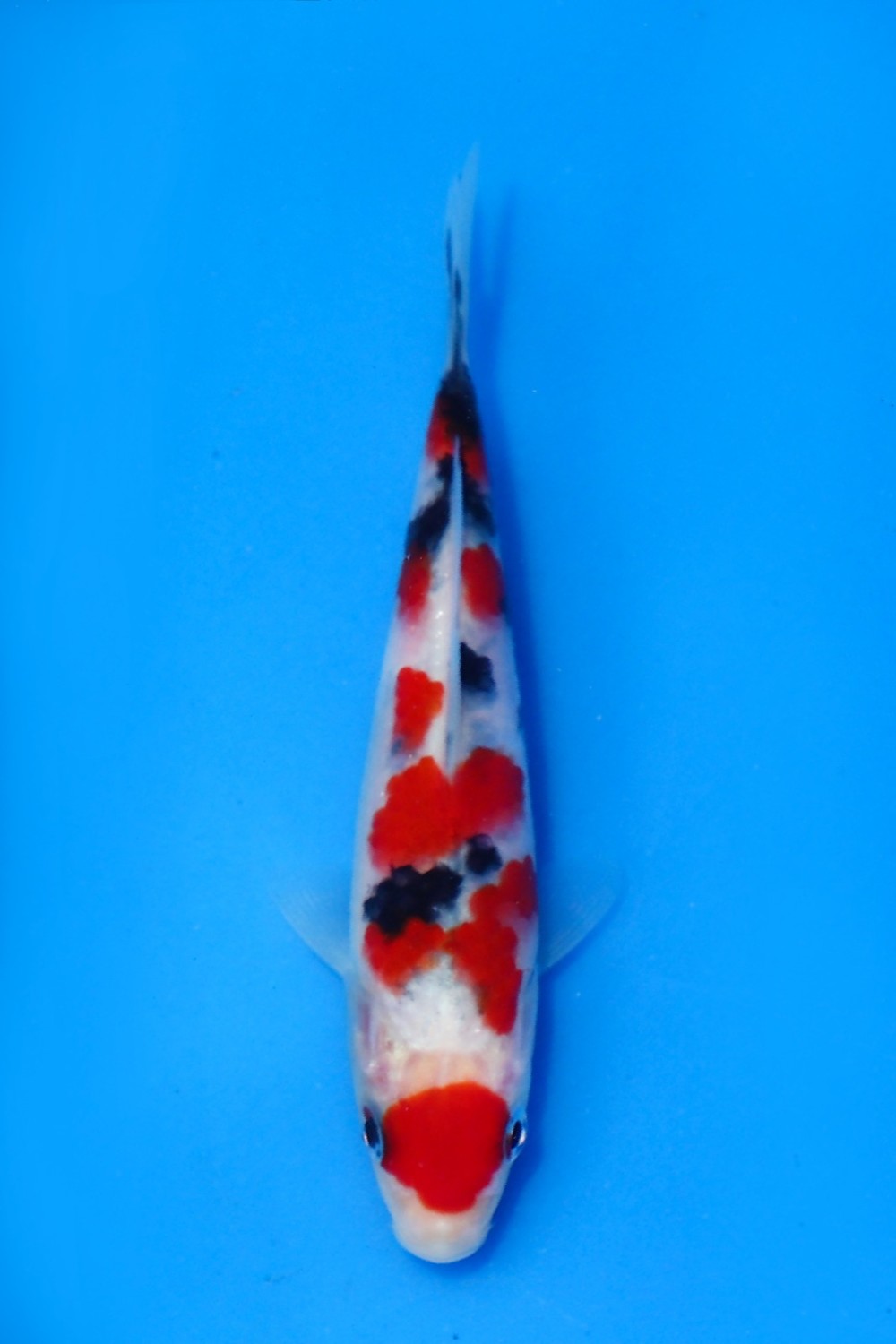Juara 1