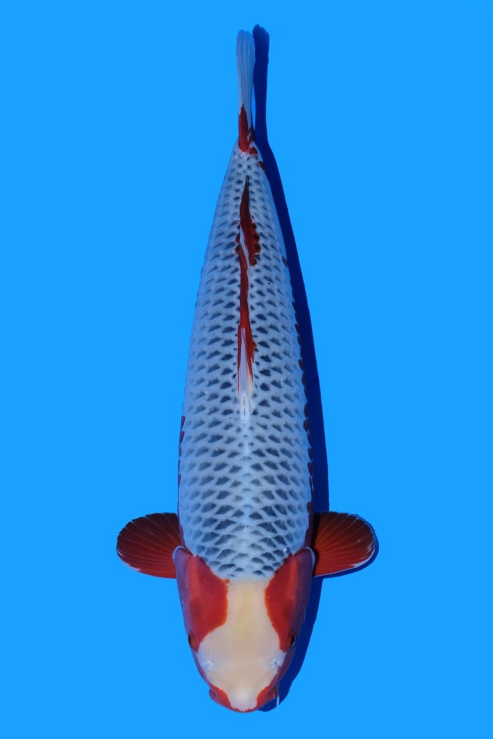 Juara 1