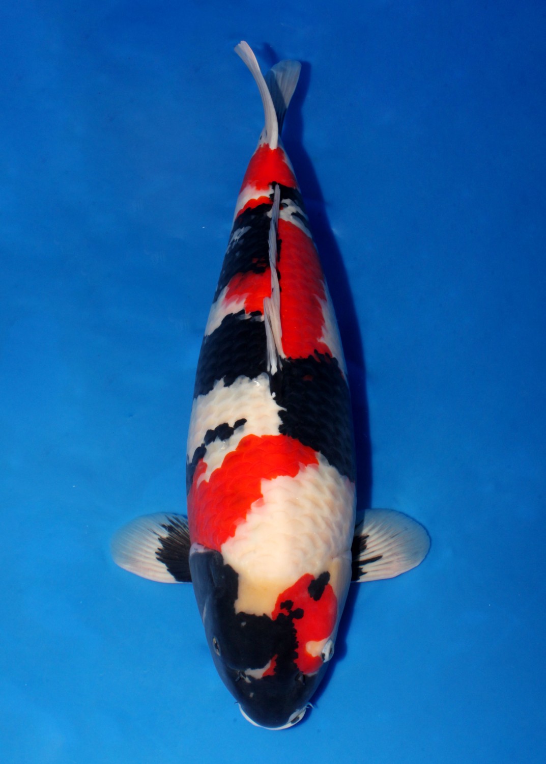Best In Size A 66 - 70 cm