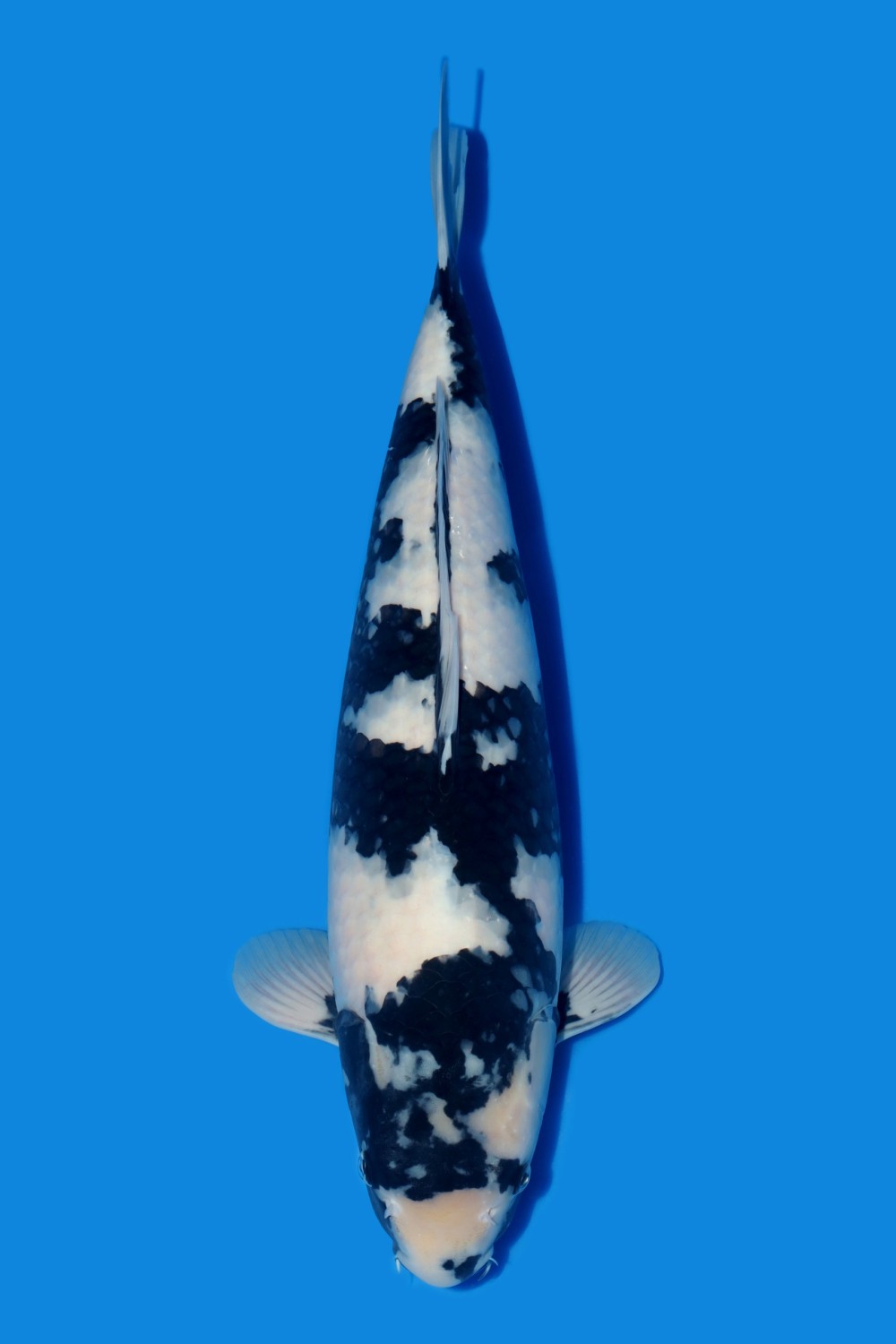 Juara 2