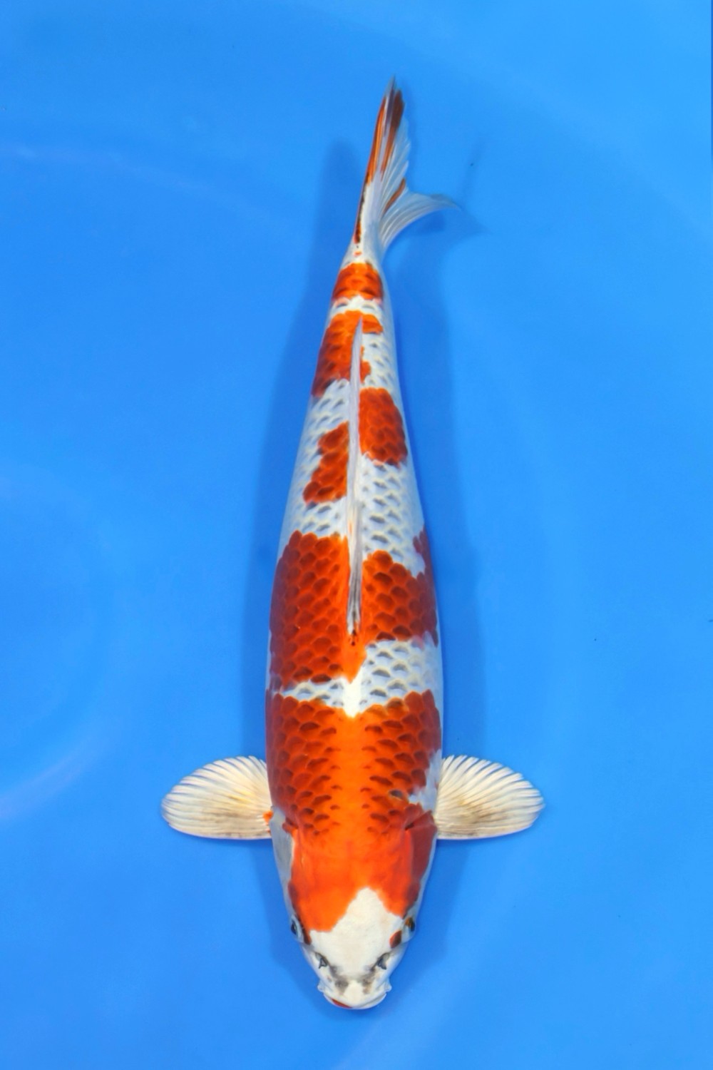 Juara 3