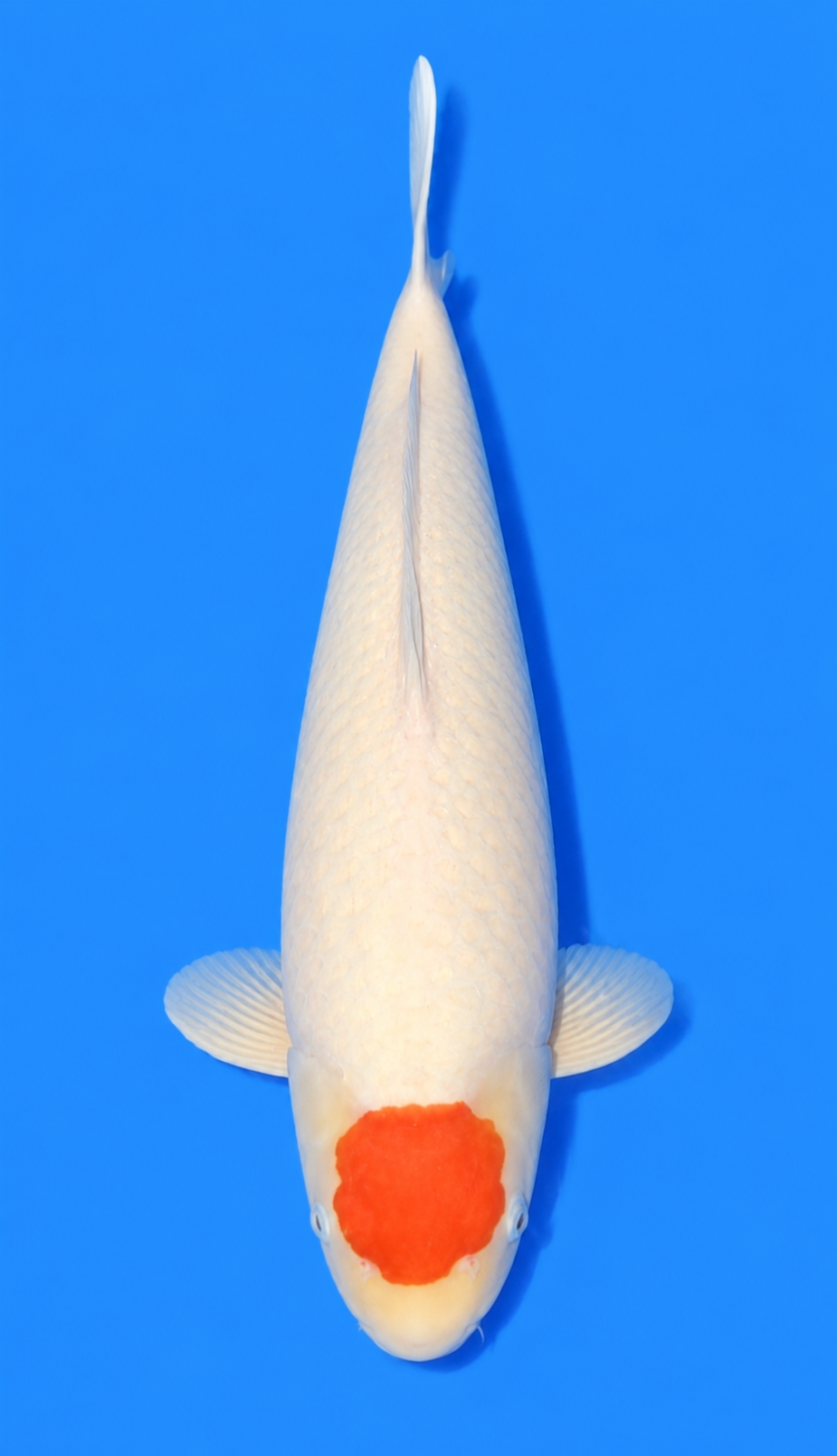 Juara 1
