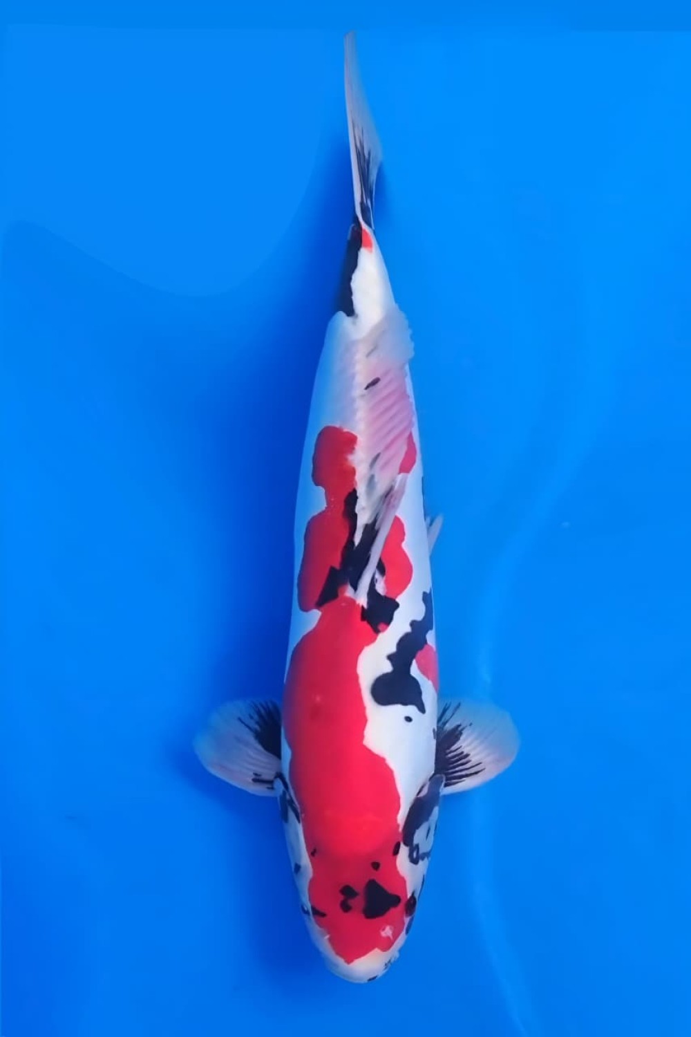Juara 1