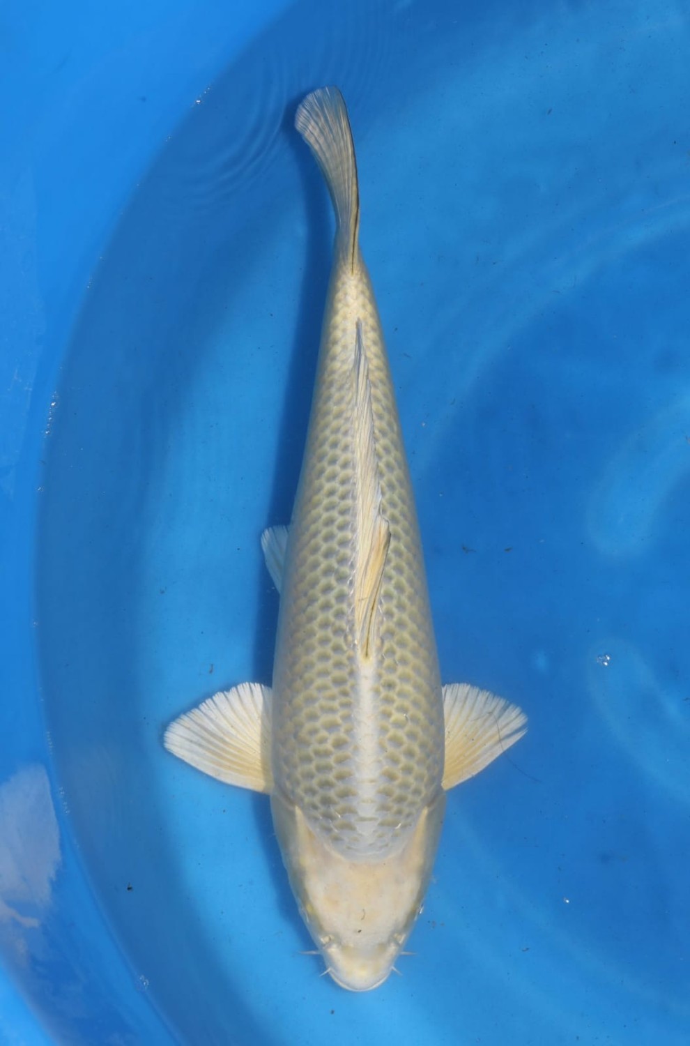 Juara 1