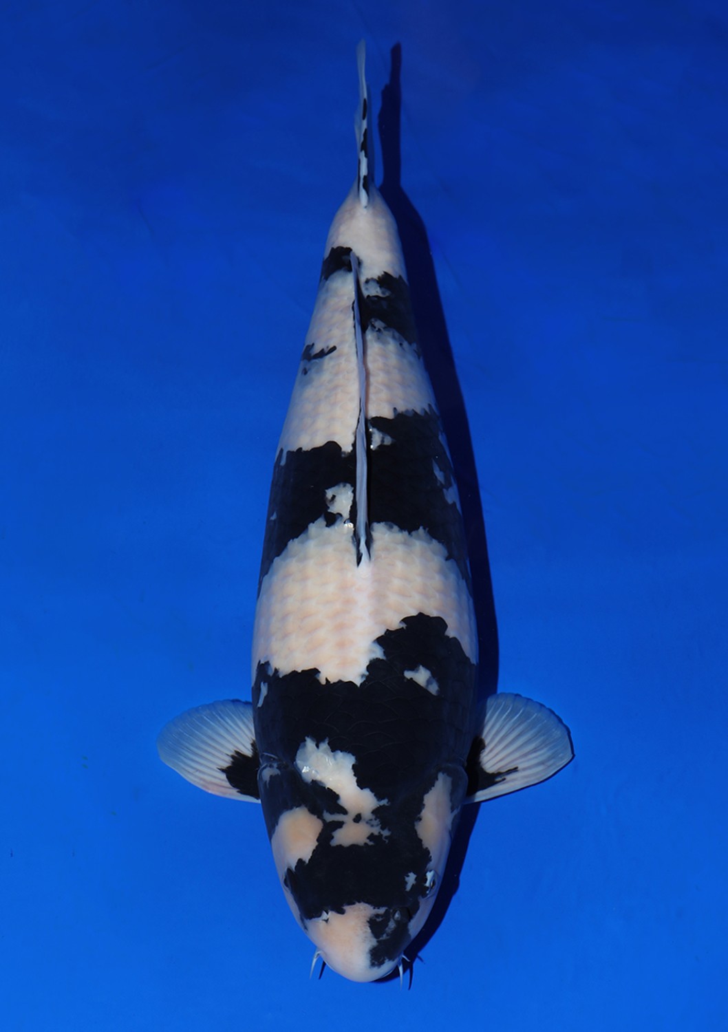 Juara 1