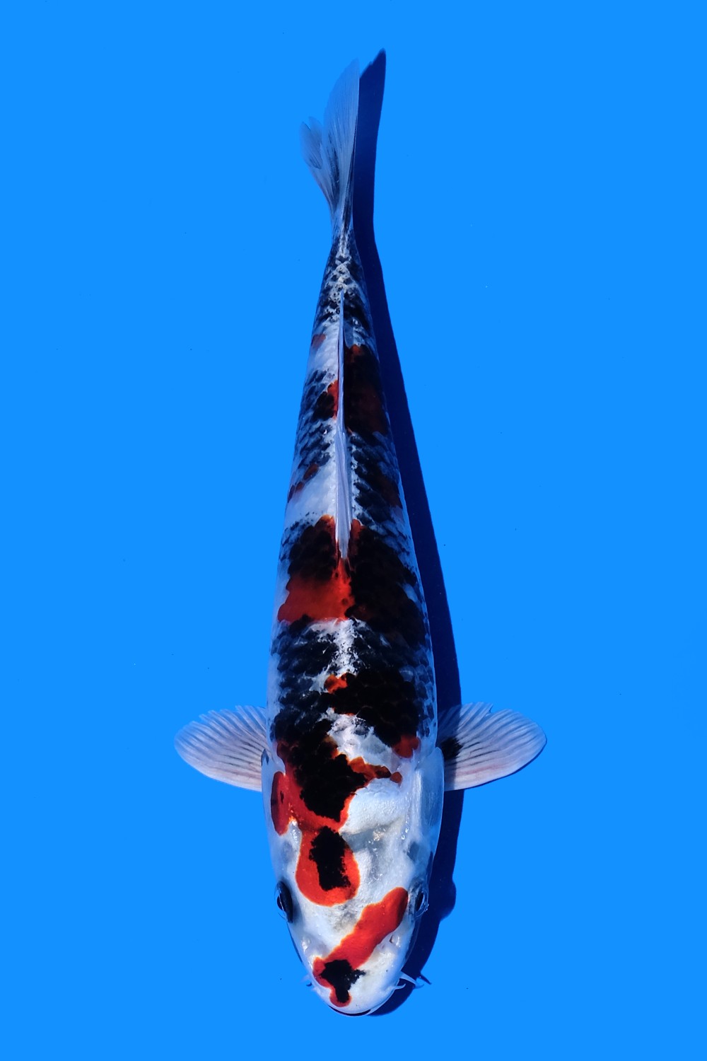 Best In Size D 21 - 25 cm