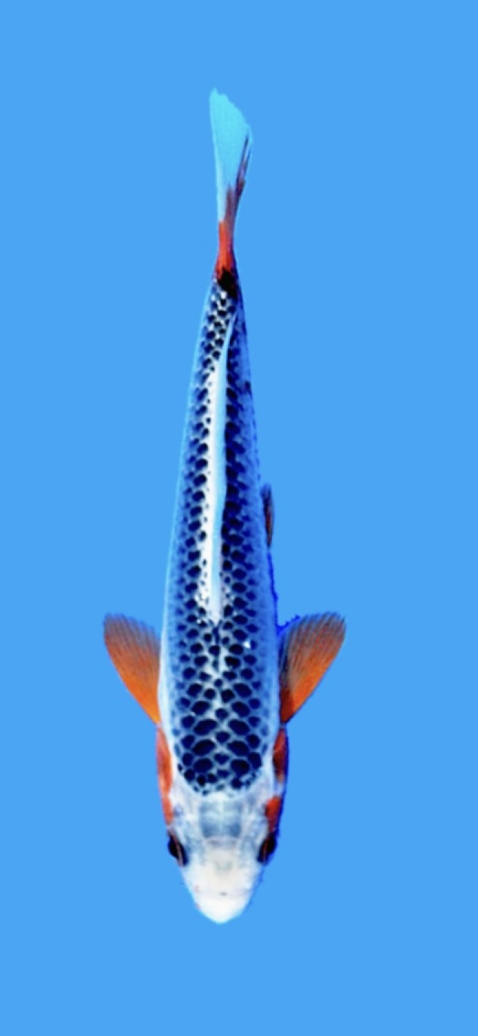 Juara 1