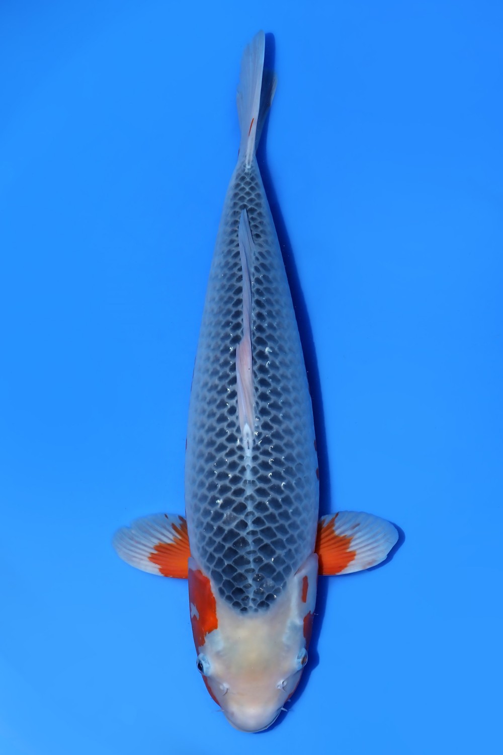 Best In Size D 51 - 55 cm
