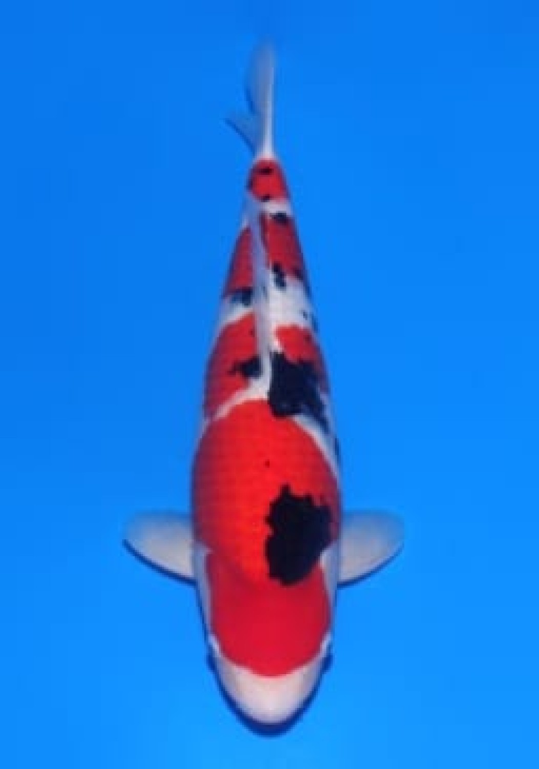 Juara 1