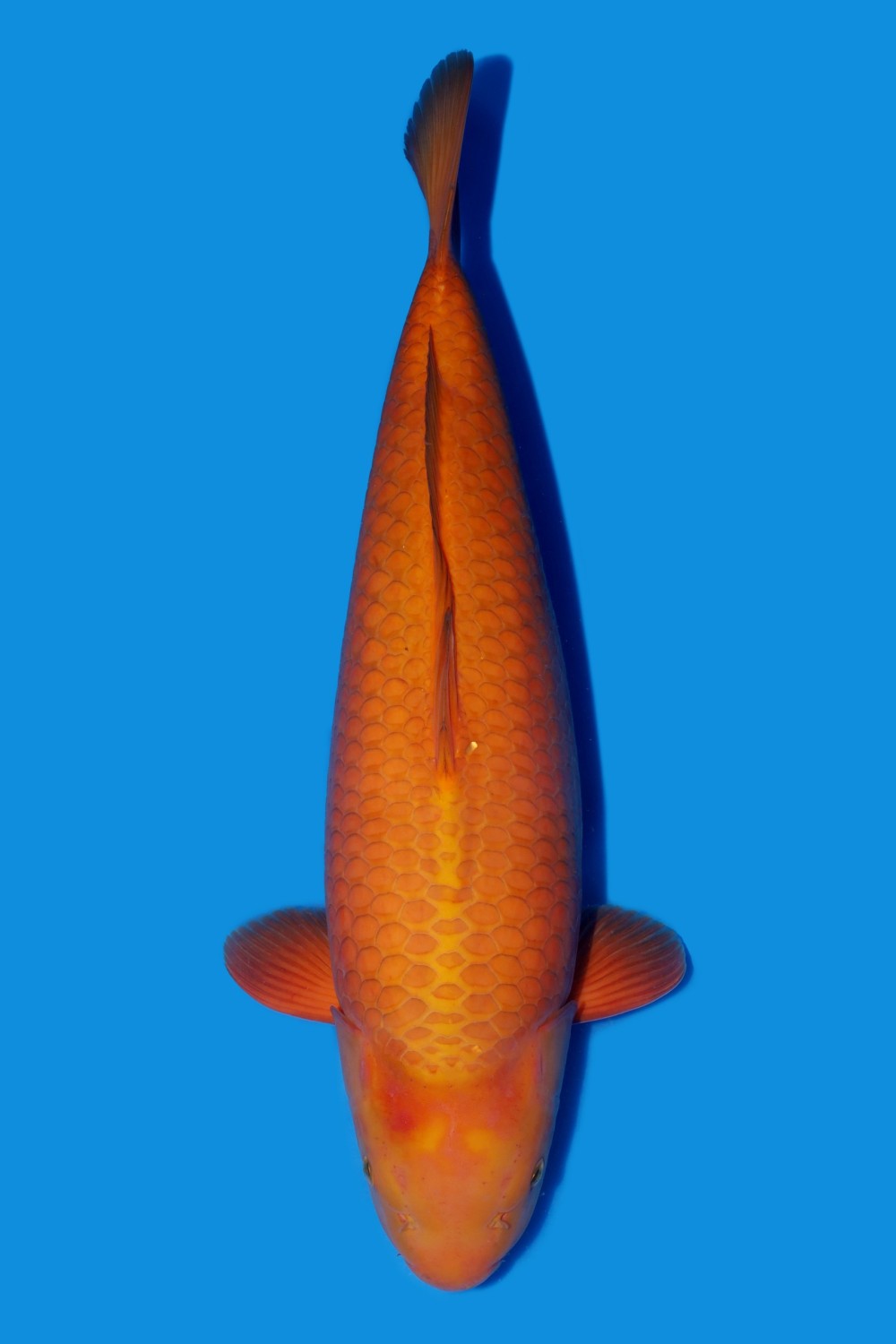 Juara 5