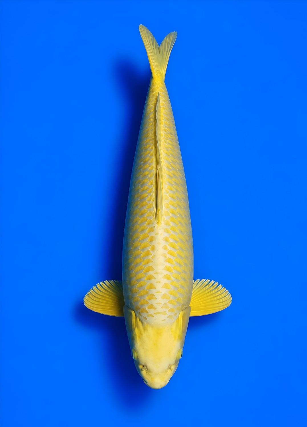 Best In Size E 61 - 65 cm