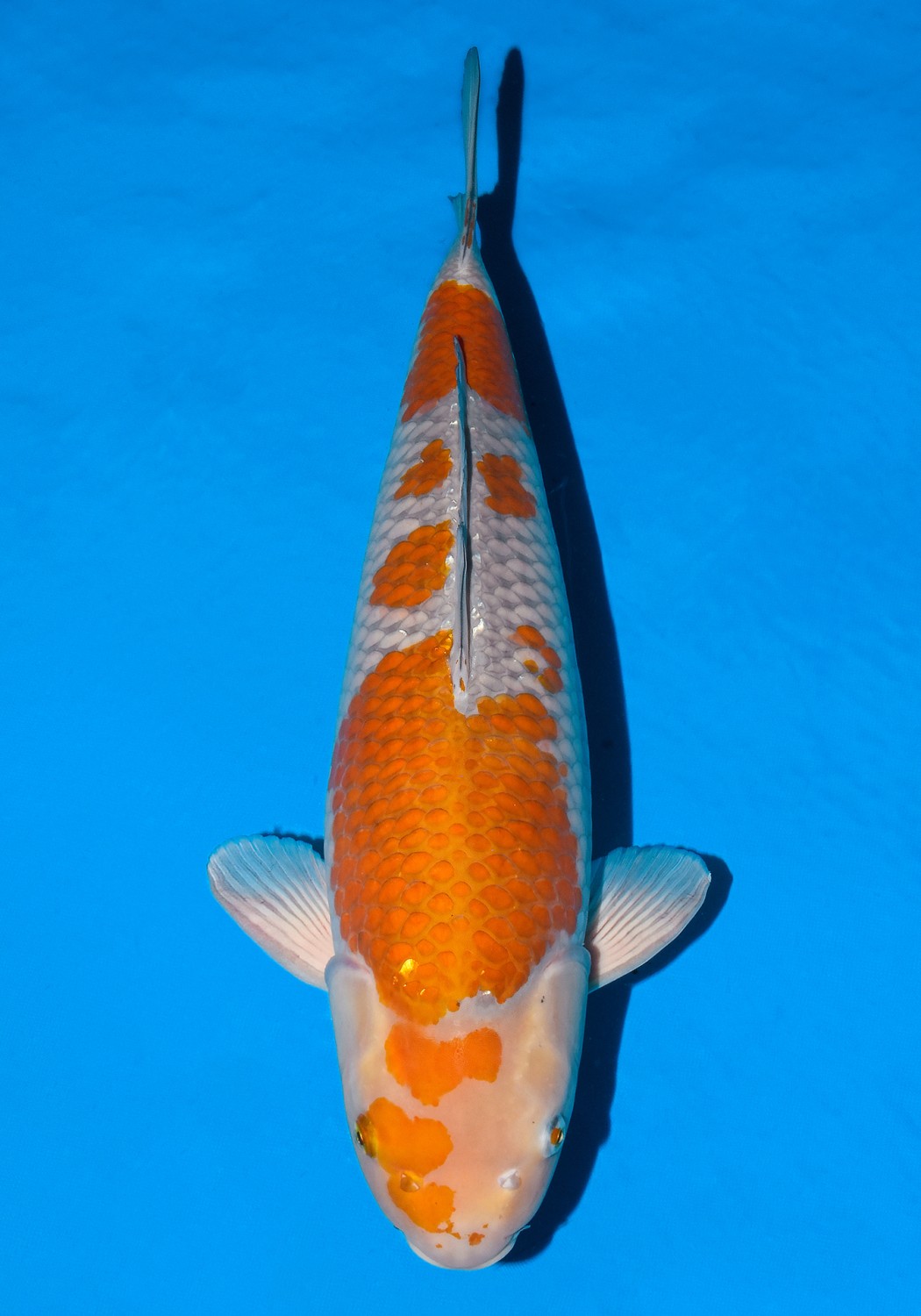 Juara 1