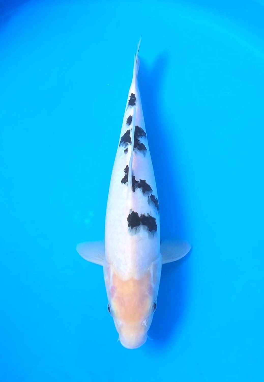 Juara 2