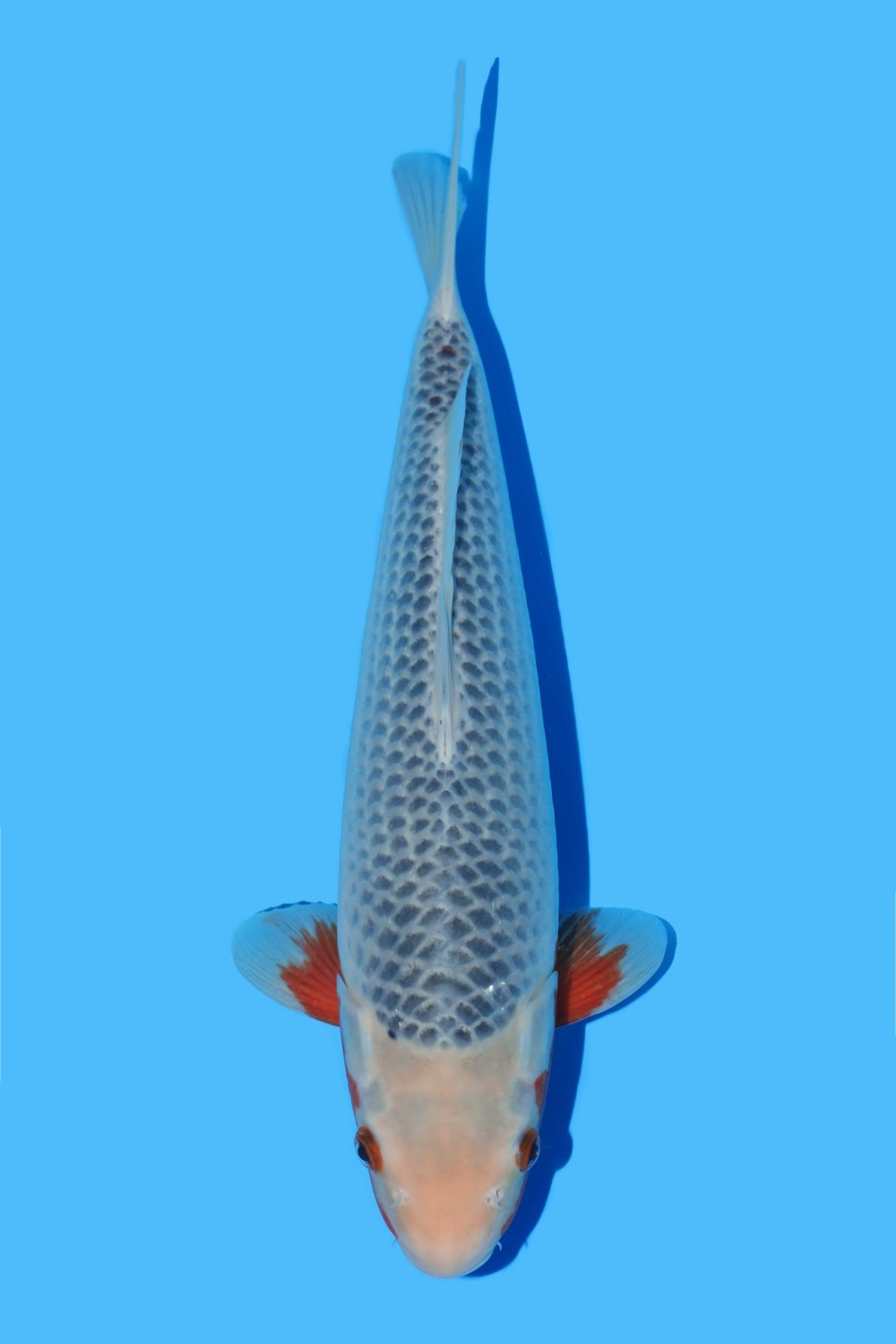 Juara 3