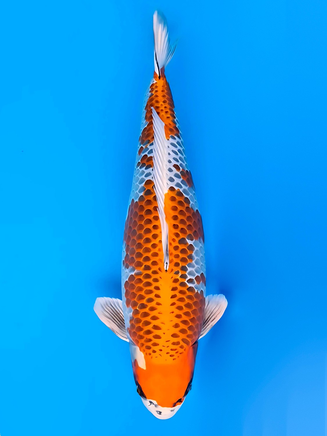 Juara 2