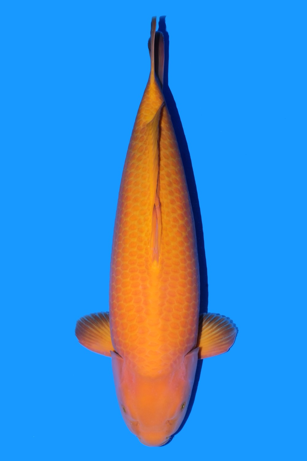 Juara 2