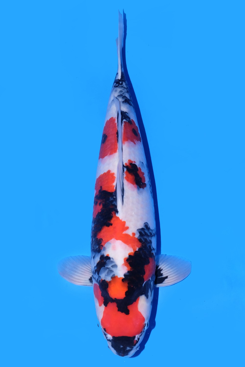 Best In Size A 51 - 55 cm