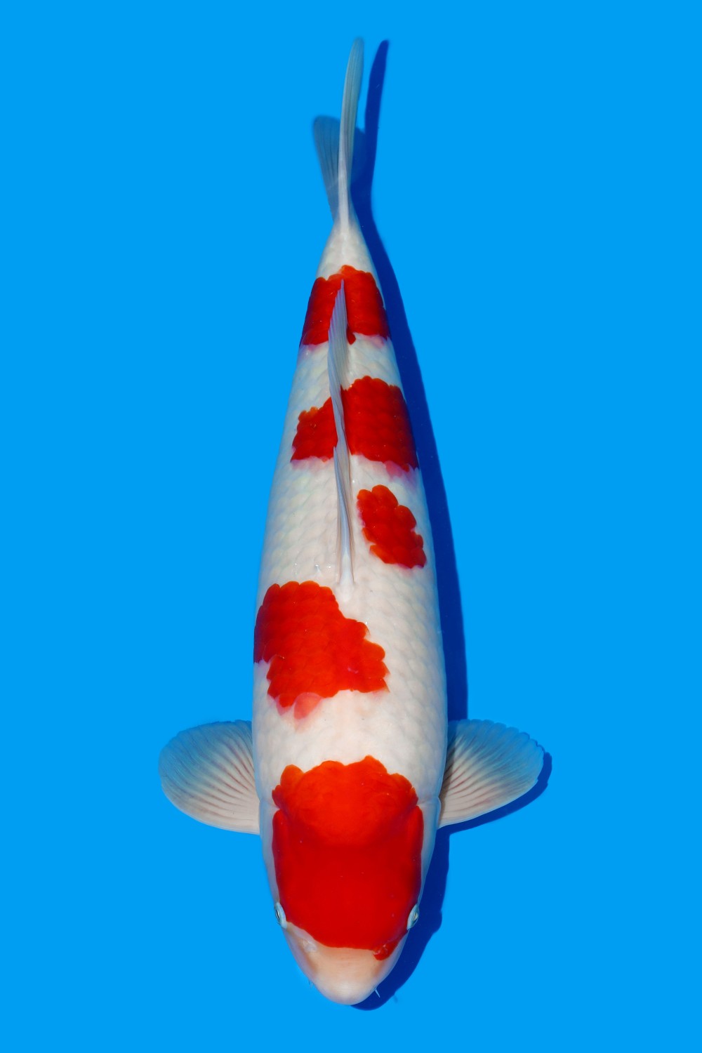 Juara 4