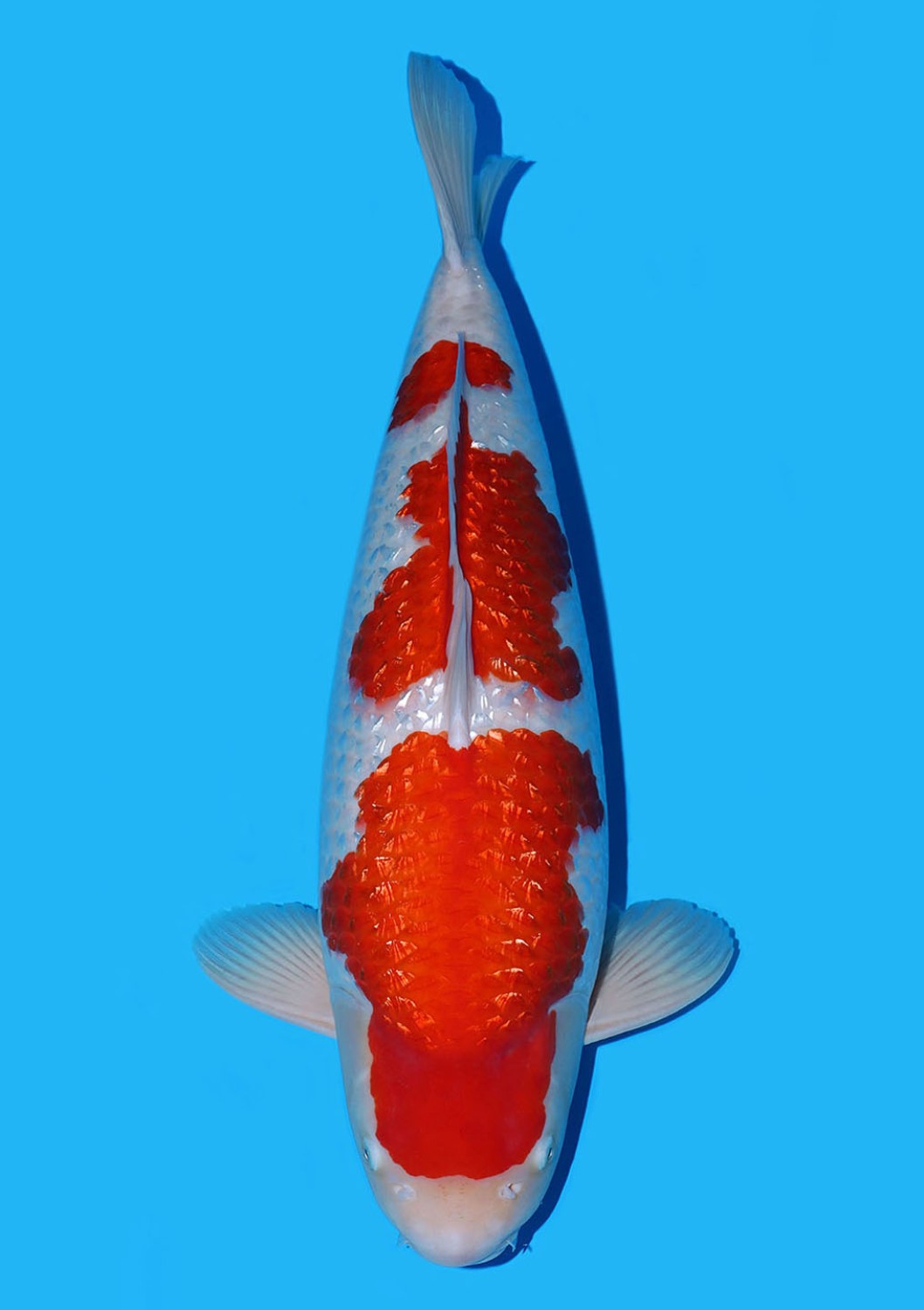 Juara 1