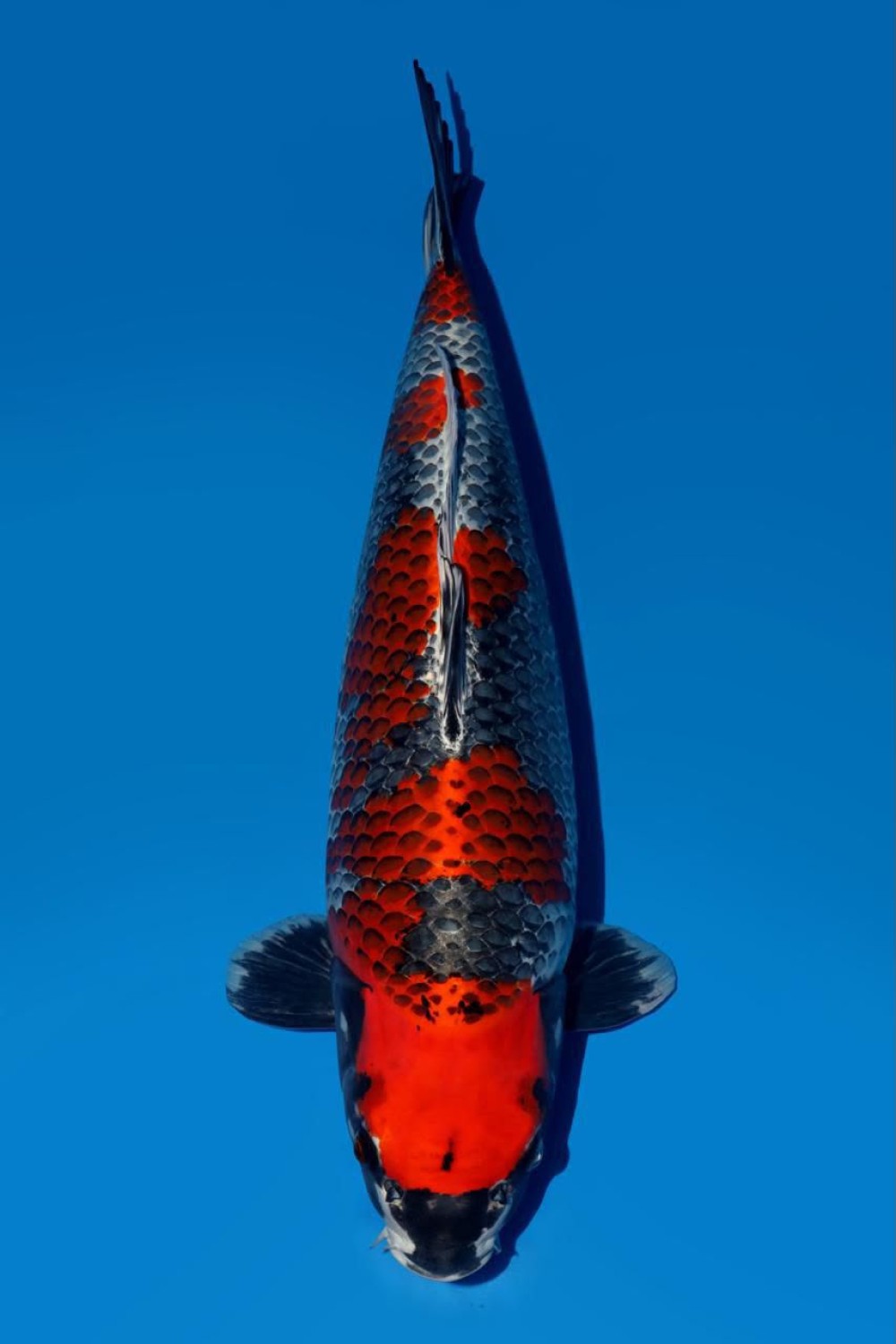 Juara 1