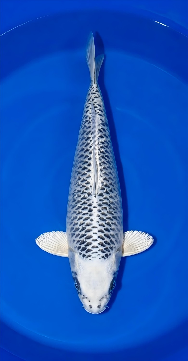 Juara 1