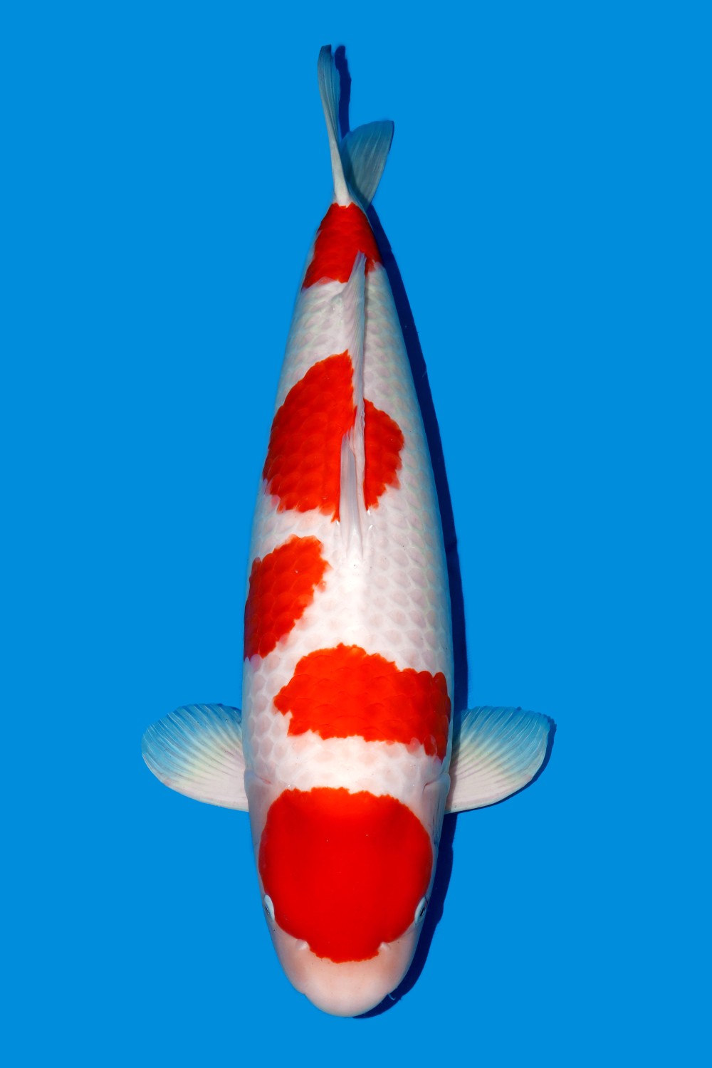 Juara 5