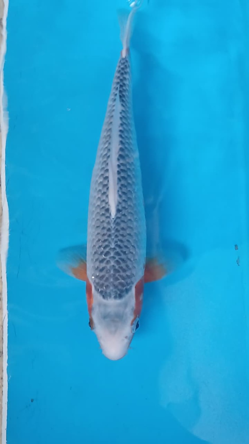 Juara 2