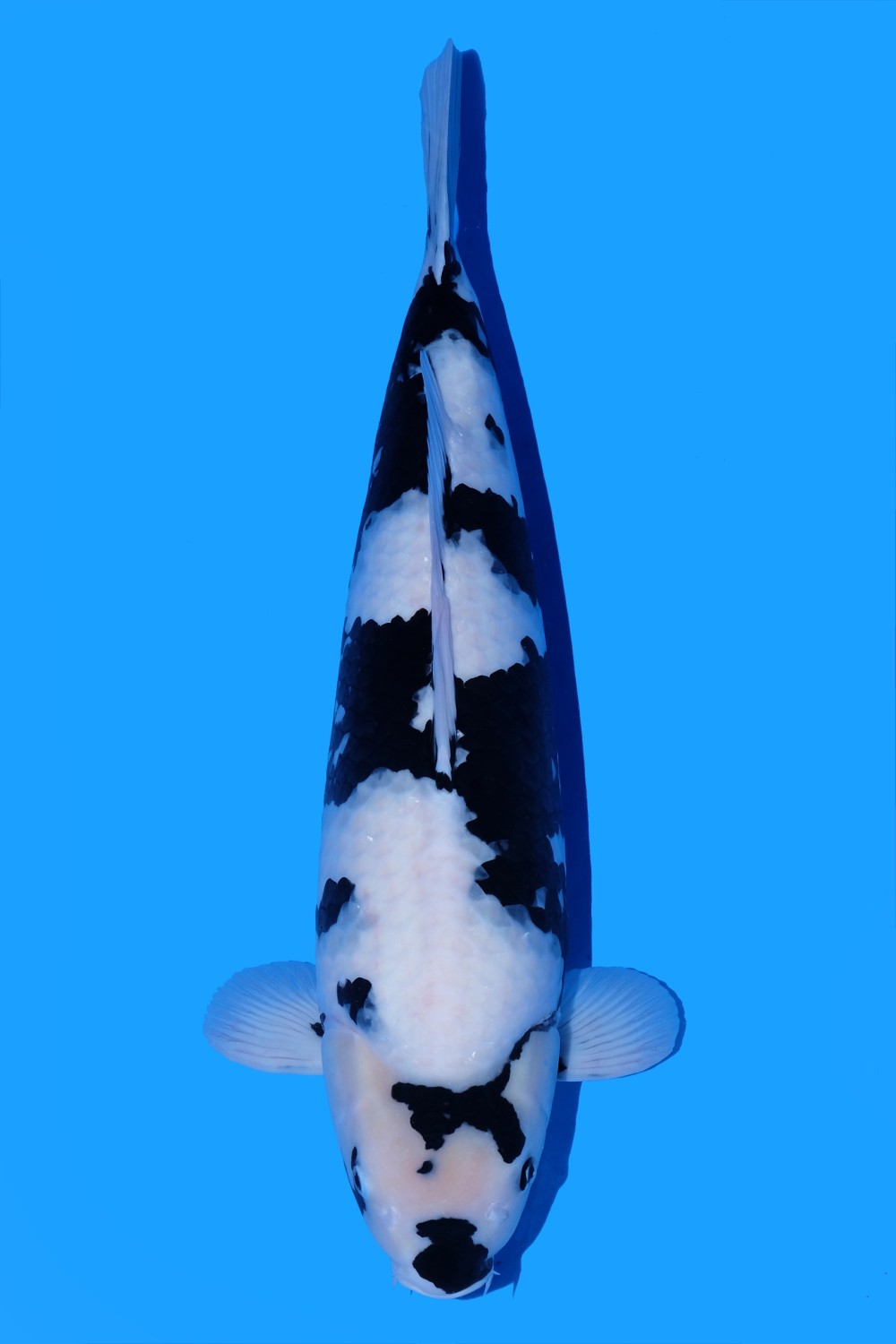 Juara 2