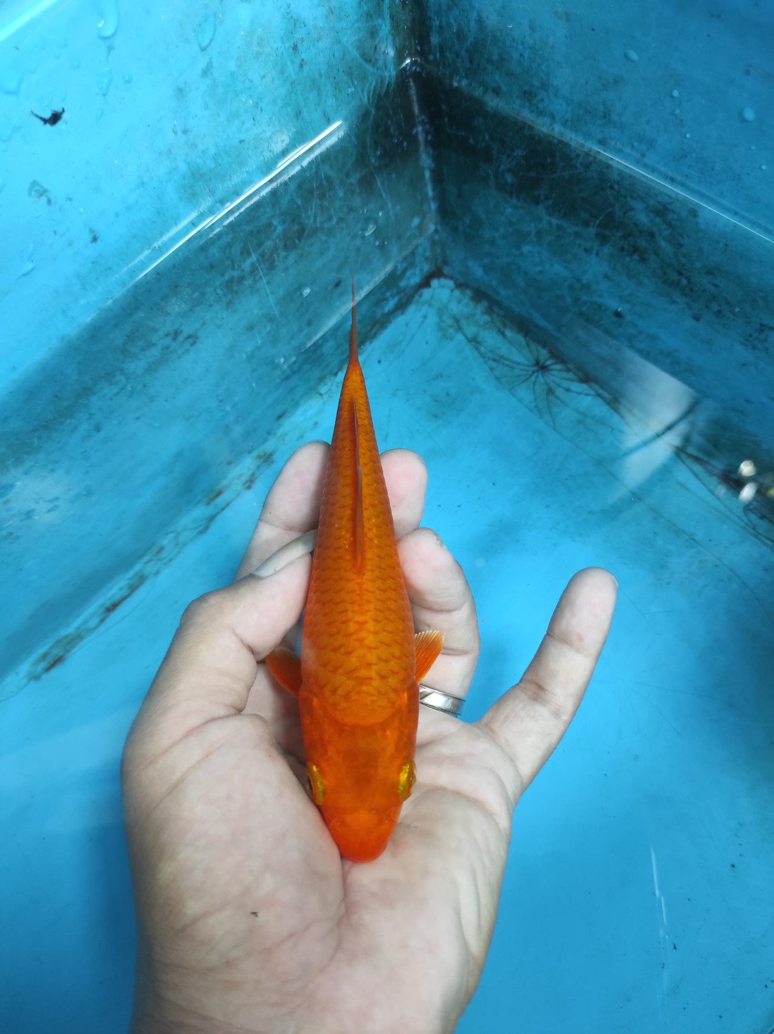 Juara 1