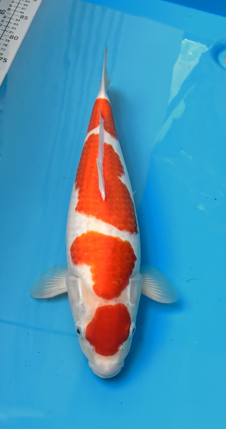 Juara 1