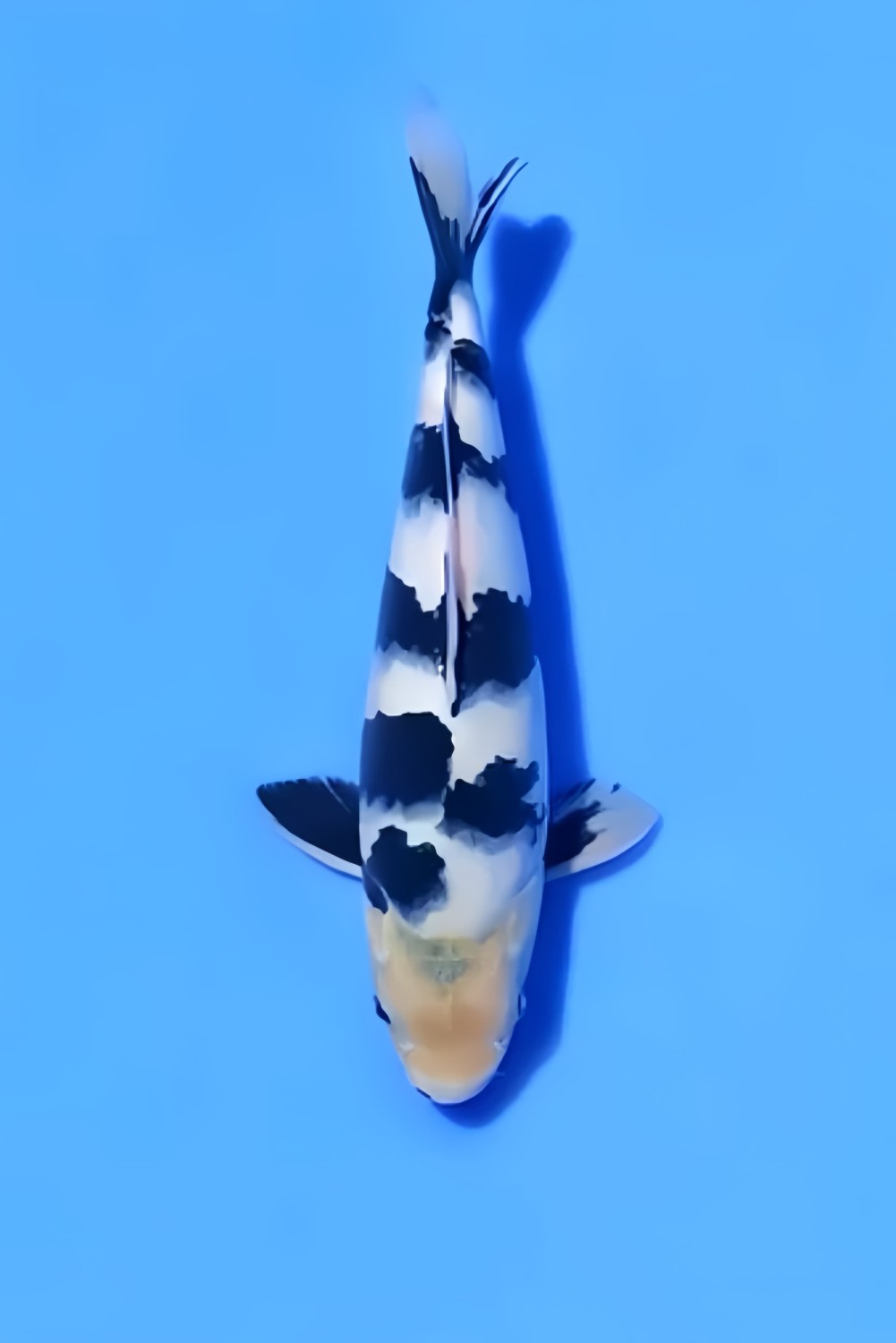 Juara 4