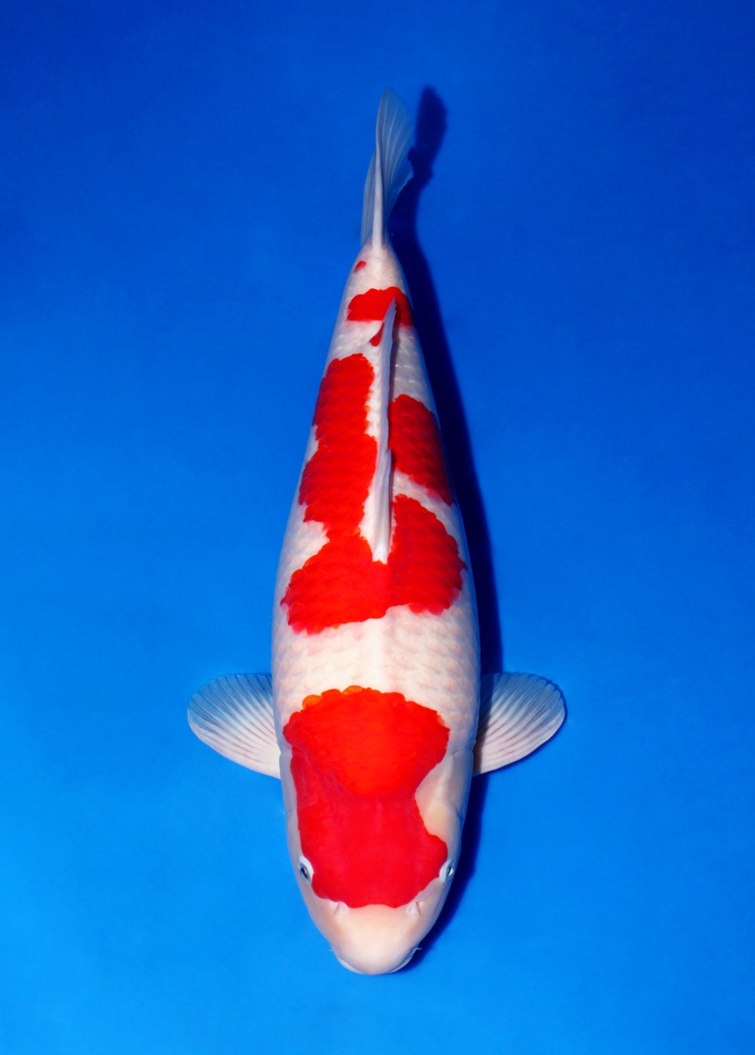 Best In Size A 56 - 60 cm