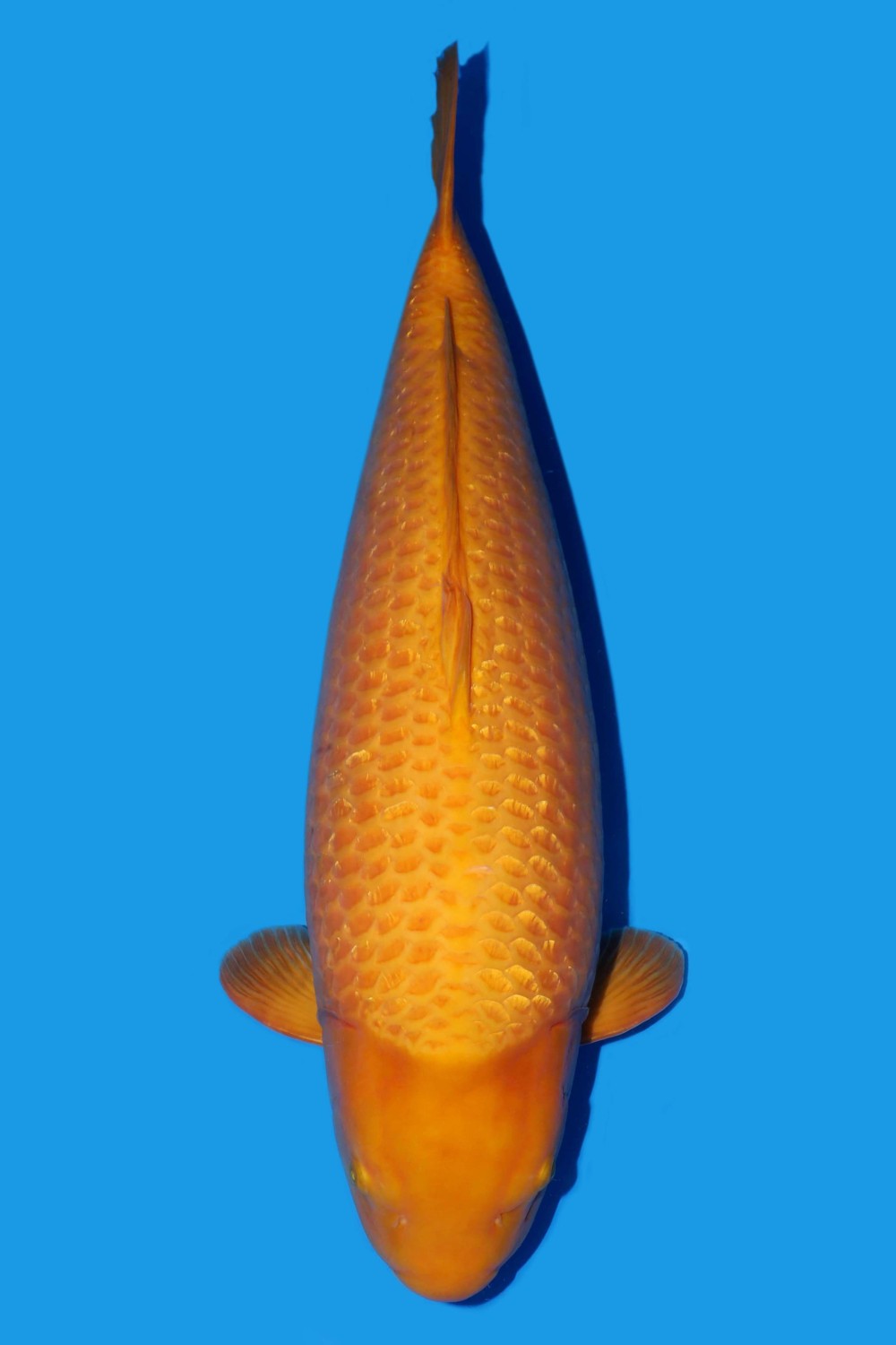 Best In Size E 81 - 85 cm