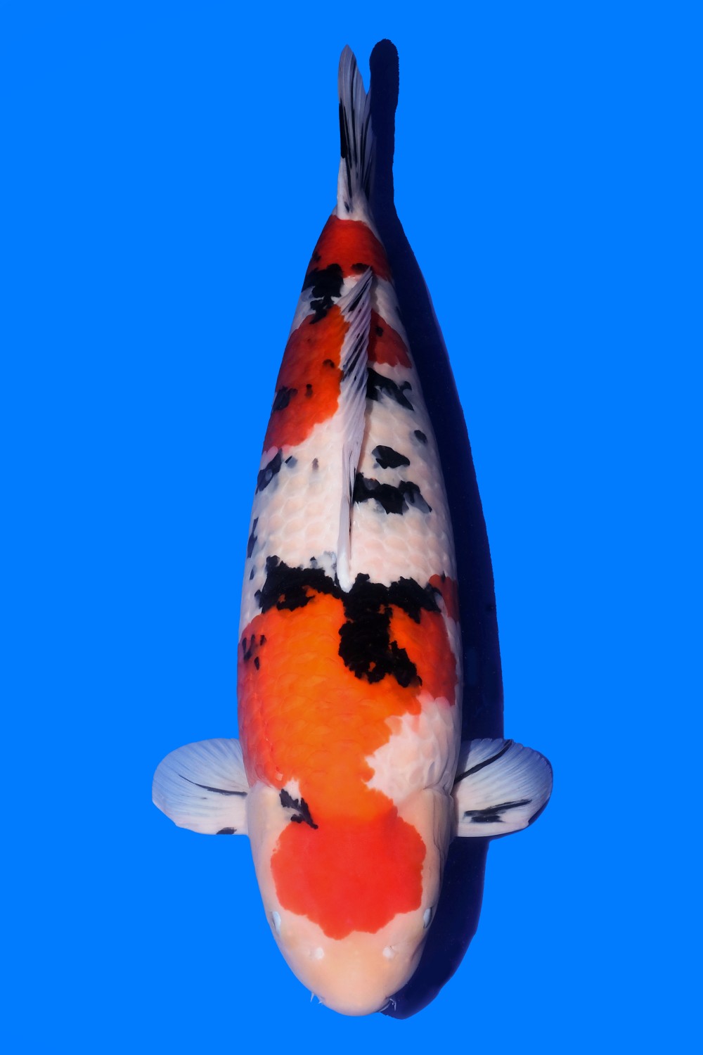 Juara 1