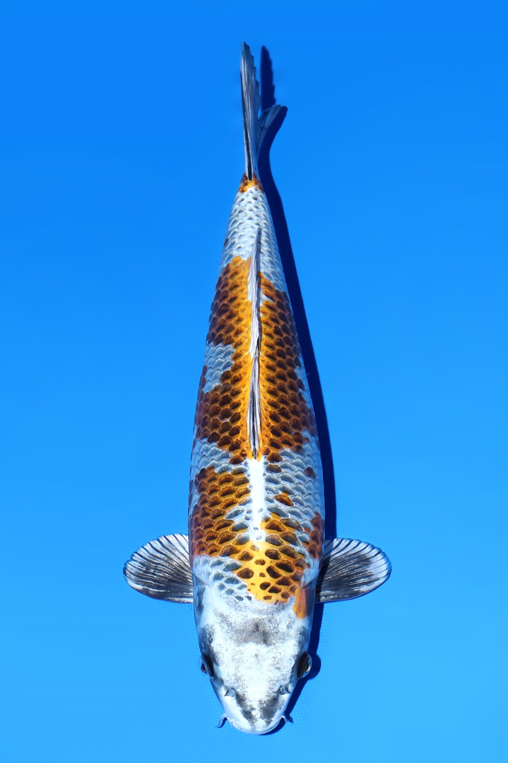 Juara 1