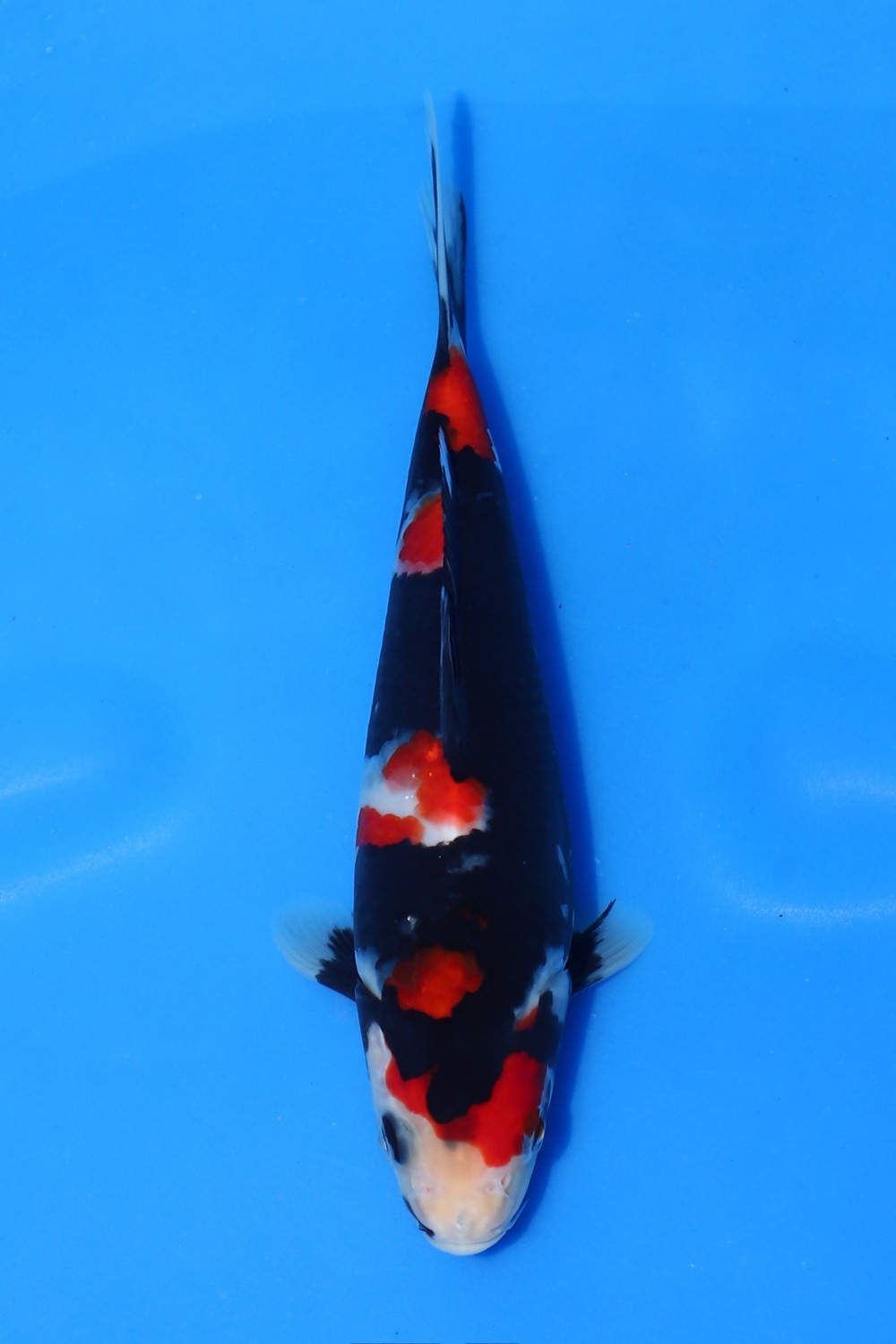 Juara 1