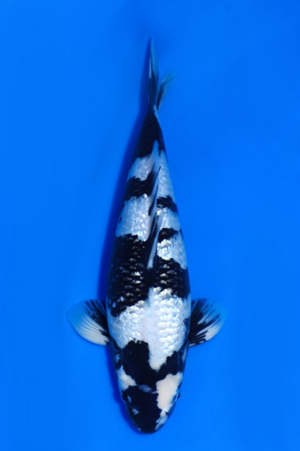 Juara 1