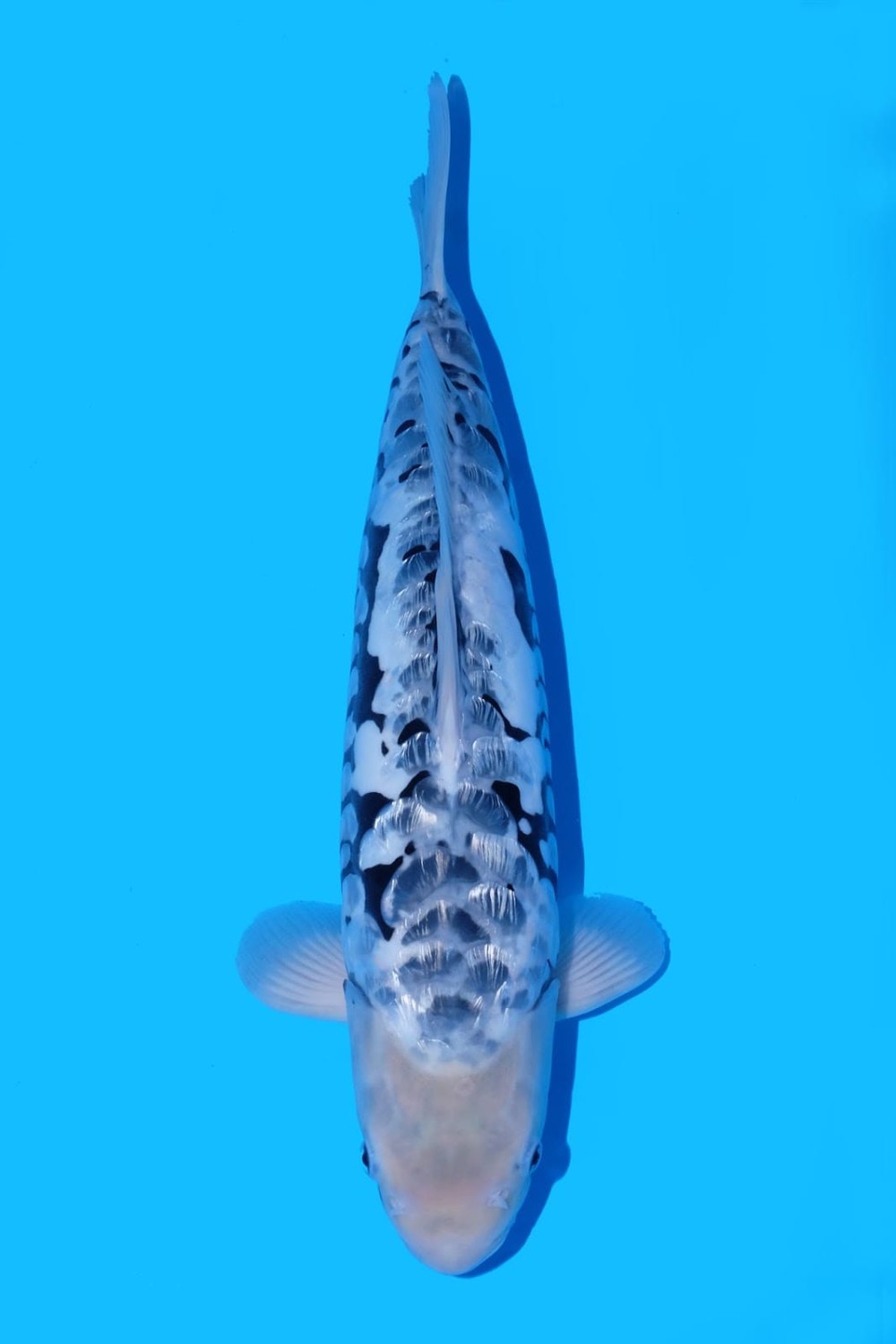 Juara 2