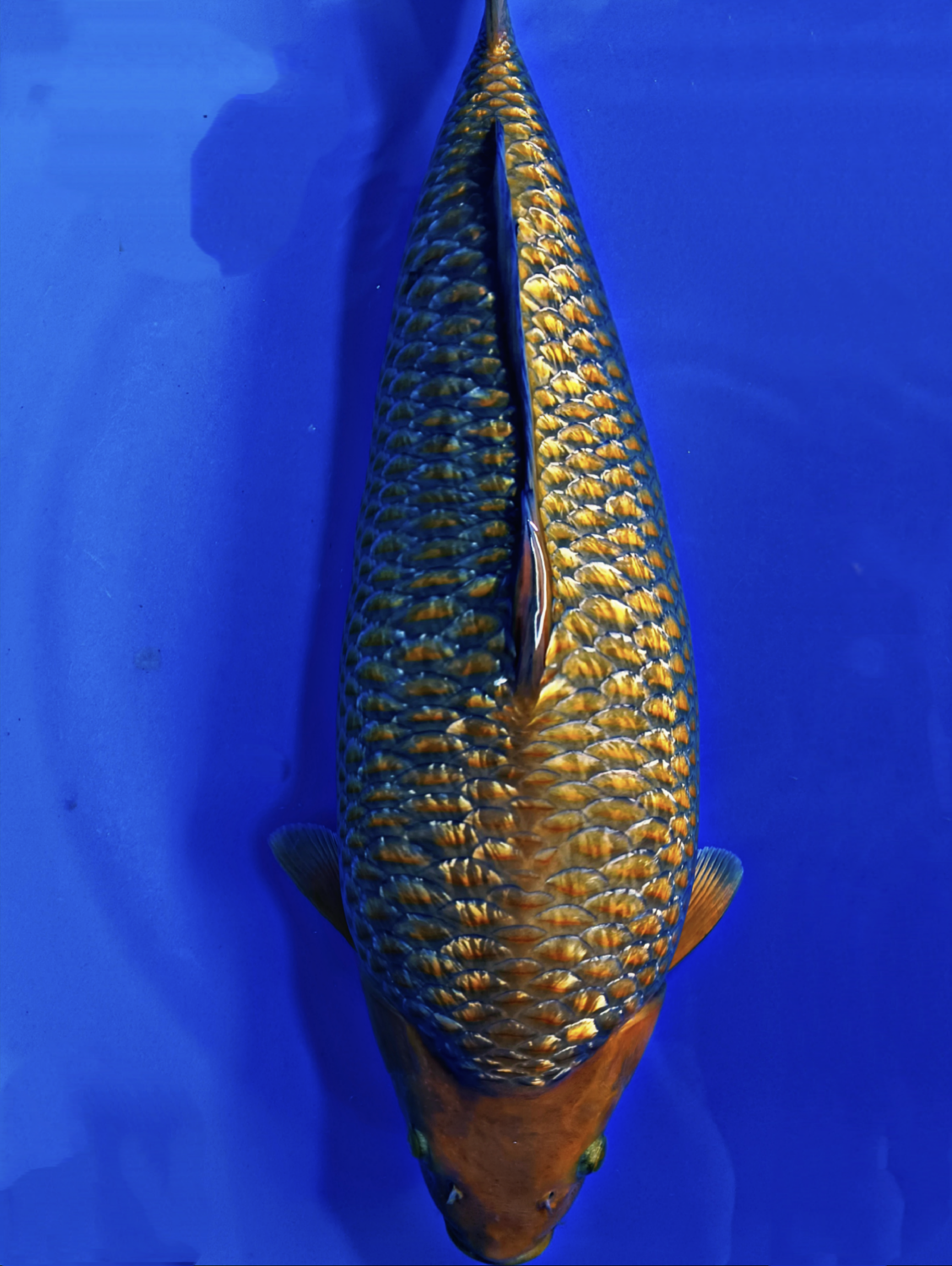 Juara 1