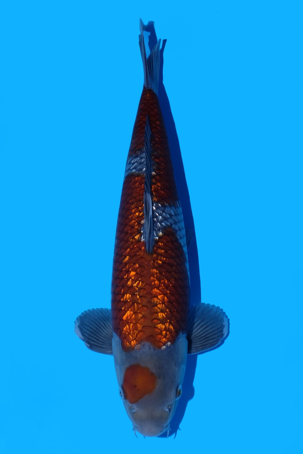 Juara 5