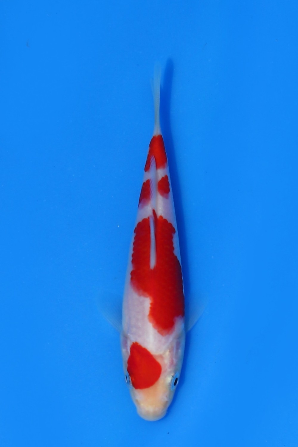 Juara 2