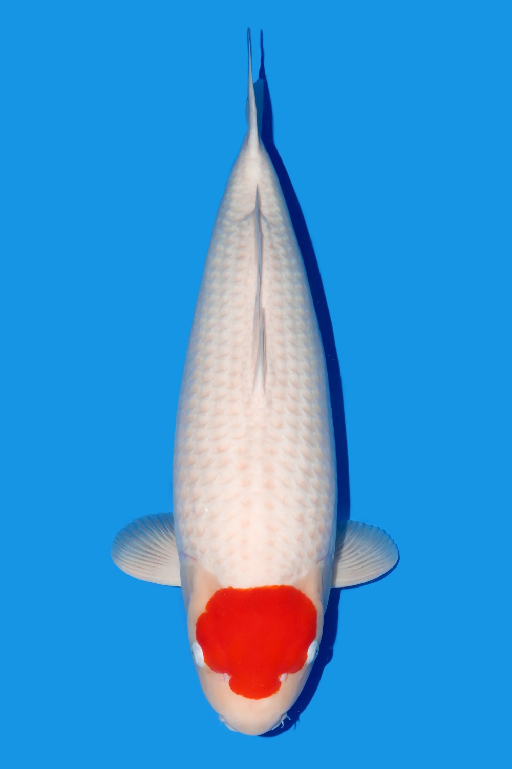 Juara 1