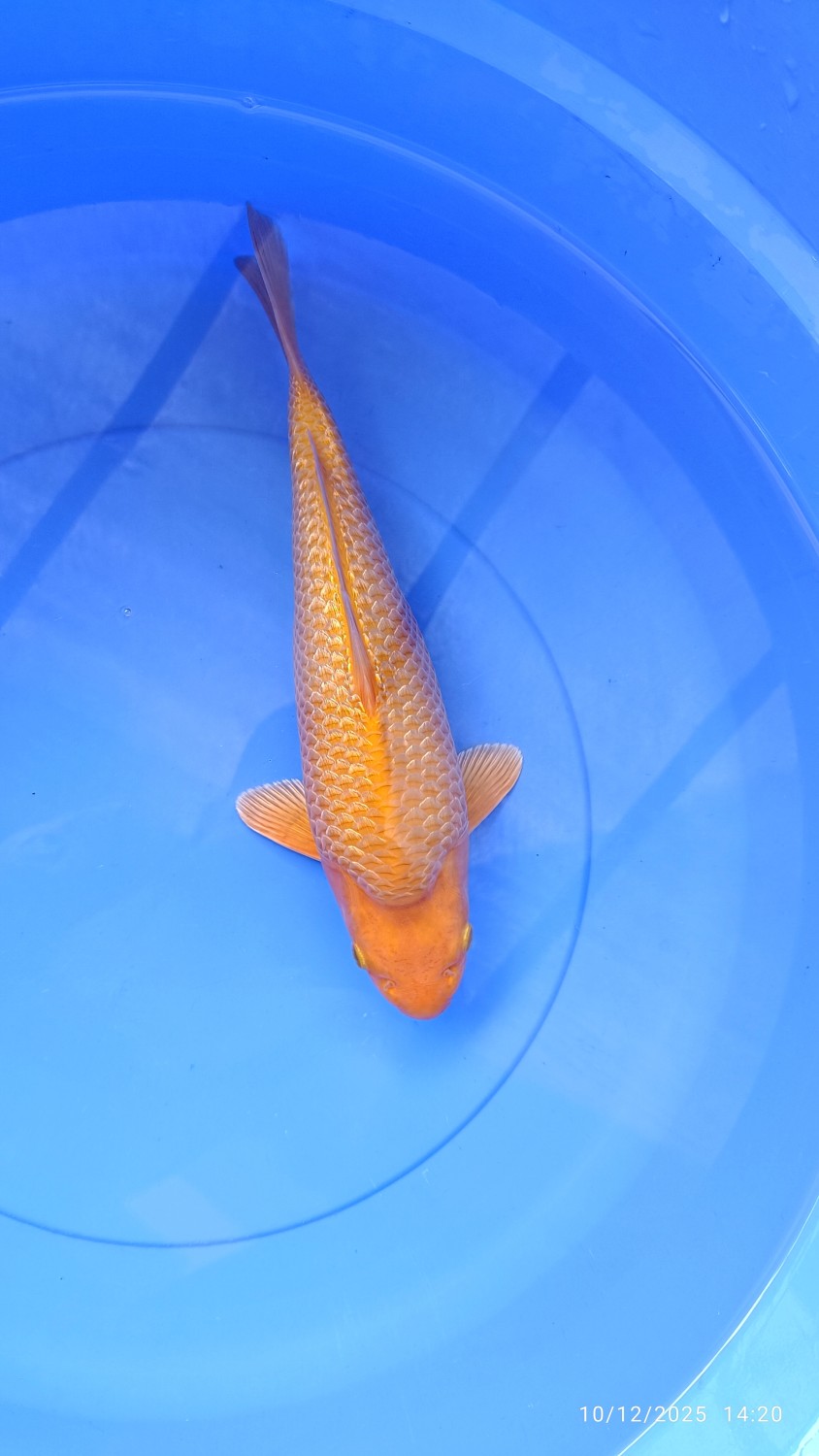 Juara 1